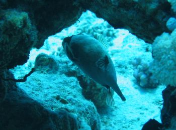 Masked puffer swimming out of cave by Thijs Friederich 